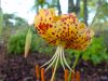 Lilium Bellingham H...
